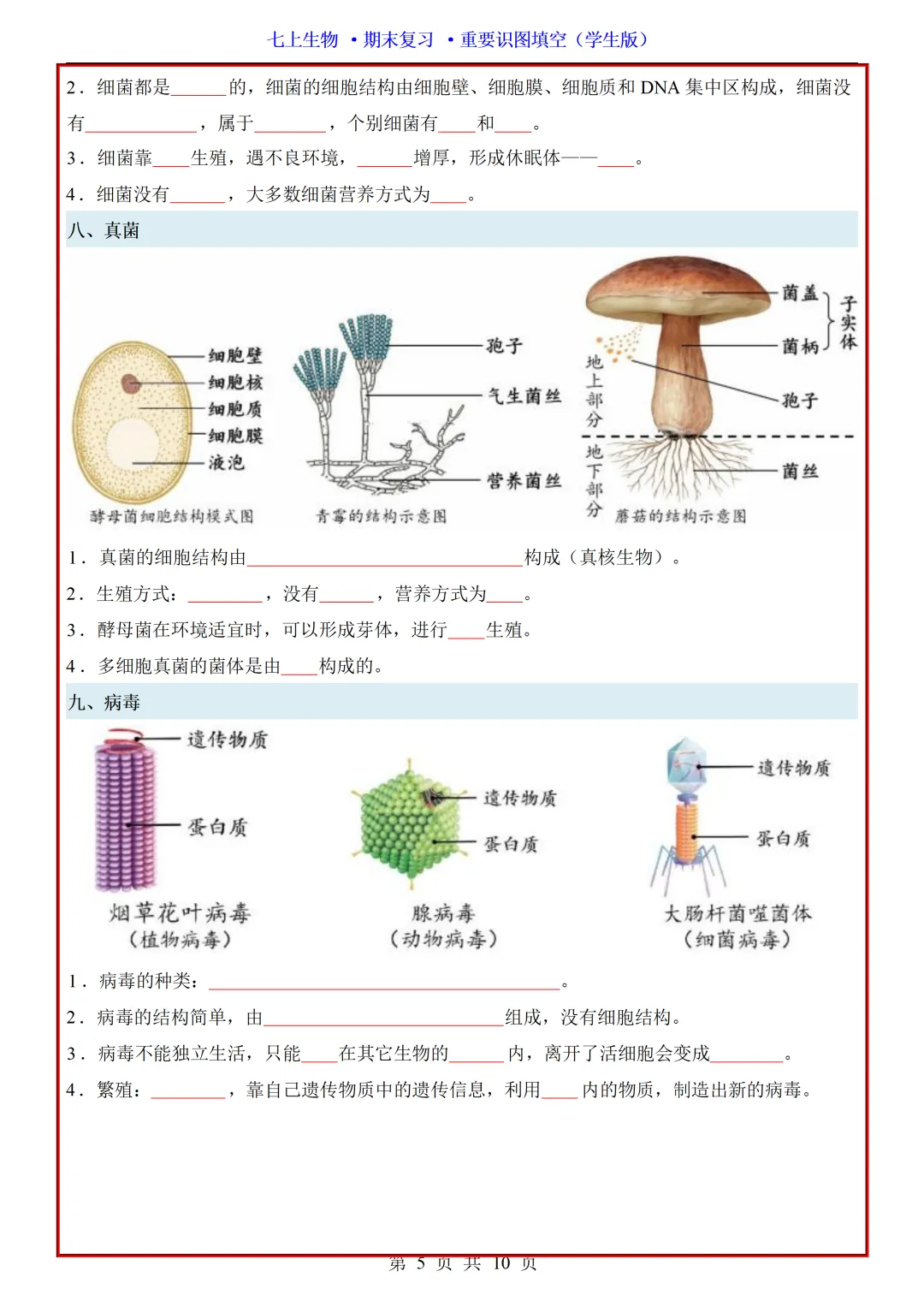【初一】2026秋七年级上册生物全册重点知识梳理汇总填空版,有完整版可打印,建议家长领取一份打印给孩子!-第7张图片-四季读书网 【初一】2026秋七年级上册生物全册重点知识梳理汇总填空版,有完整版可打印,建议家长领取一份打印给孩子!-第7张图片-四季读书网