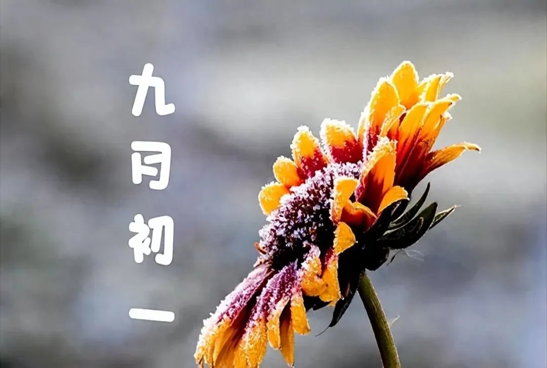 今天农历九月初一,讲究“做2事,吃3样”,遵循传统,为家人祈福-第9张图片-四季读书网