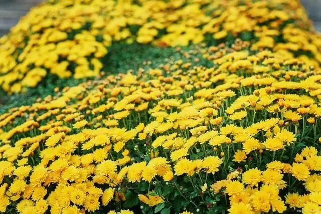 【每日一诗】农历纪九月初一:重阳日近秋光足,开遍闲庭帝女花——宋·沈规《九月一日》0901-第3张图片-四季读书网