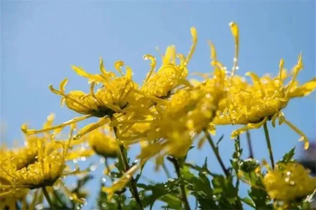 【每日一诗】农历纪九月初一:重阳日近秋光足,开遍闲庭帝女花——宋·沈规《九月一日》0901-第7张图片-四季读书网