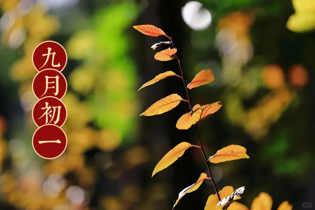 今日九月初一,别忘:吃3样吉祥美食,囤2样,忌1事,寓意阖家美满,幸福常伴,秋日安康-第1张图片-四季读书网