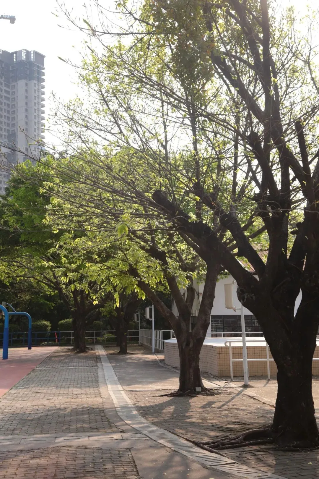 能否只参加2027春季高考,不参加夏季高考?备战来广轻大!-第29张图片-四季读书网