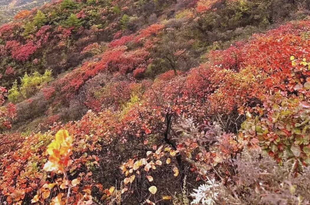 丙午马年农历九月初二登高赏秋有感 文/秦刚余(山东)-第8张图片-四季读书网