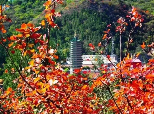 丙午马年农历九月初二登高赏秋有感 文/秦刚余(山东)-第20张图片-四季读书网