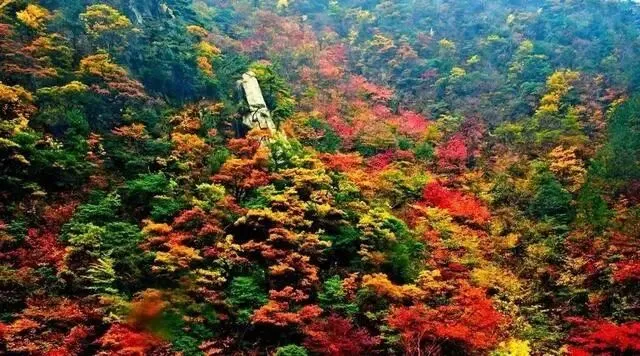 丙午马年农历九月初二登高赏秋有感 文/秦刚余(山东)-第22张图片-四季读书网