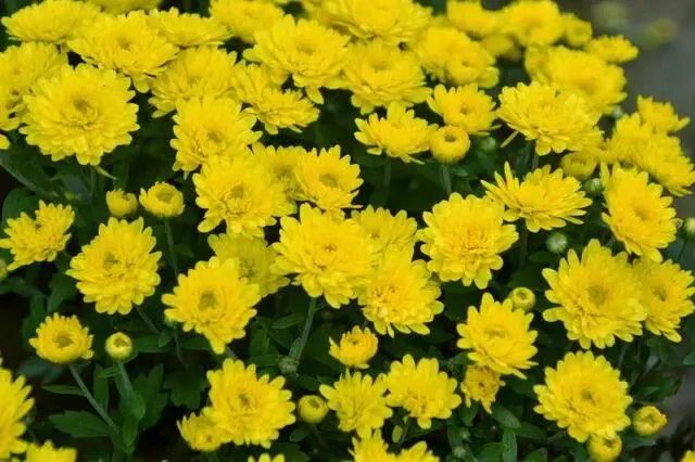 丙午马年农历九月初二登高赏秋有感 文/秦刚余(山东)-第29张图片-四季读书网