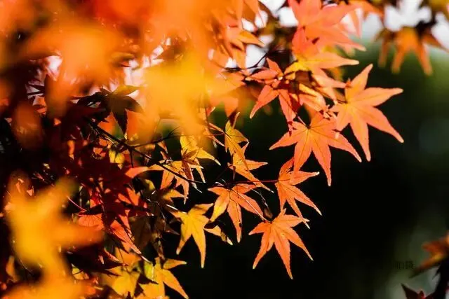 丙午马年农历九月初二登高赏秋有感 文/秦刚余(山东)-第30张图片-四季读书网