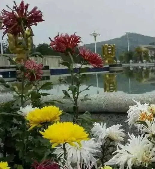 丙午马年农历九月初二登高赏秋有感 文/秦刚余(山东)-第32张图片-四季读书网