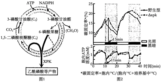 生物高考真题 | 2024年高考生物真题(天津卷)-第5张图片-四季读书网