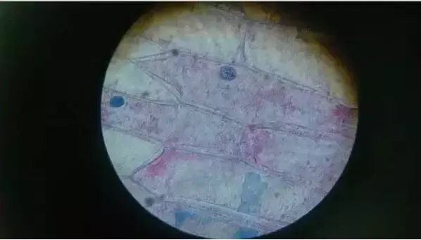 图解16个高考生物实验原理,清晰明了!-第3张图片-四季读书网 图解16个高考生物实验原理,清晰明了!-第3张图片-四季读书网