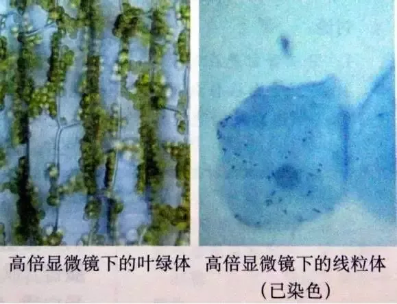 图解16个高考生物实验原理,清晰明了!-第4张图片-四季读书网 图解16个高考生物实验原理,清晰明了!-第4张图片-四季读书网