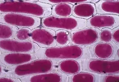 图解16个高考生物实验原理,清晰明了!-第5张图片-四季读书网 图解16个高考生物实验原理,清晰明了!-第5张图片-四季读书网