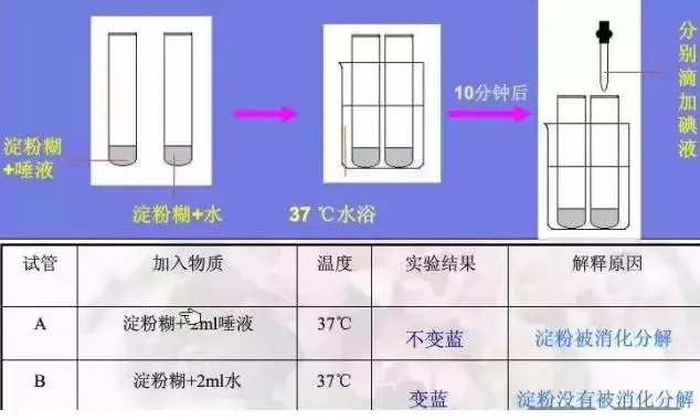 图解16个高考生物实验原理,清晰明了!-第7张图片-四季读书网 图解16个高考生物实验原理,清晰明了!-第7张图片-四季读书网