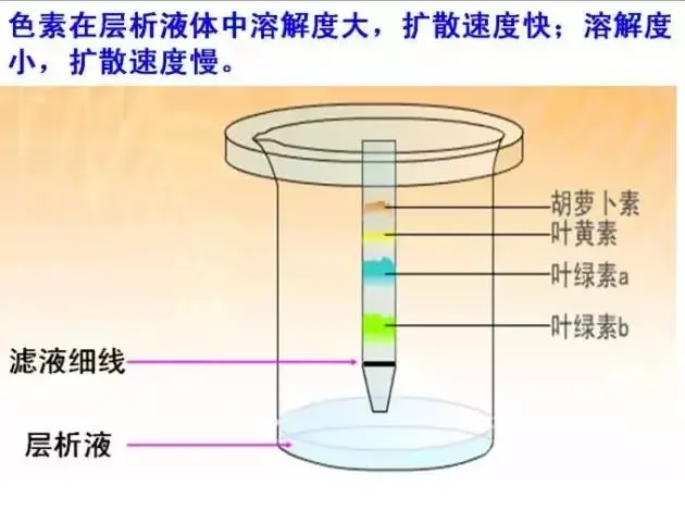 图解16个高考生物实验原理,清晰明了!-第9张图片-四季读书网 图解16个高考生物实验原理,清晰明了!-第9张图片-四季读书网