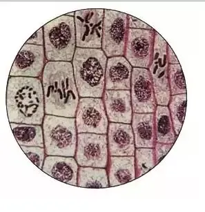 图解16个高考生物实验原理,清晰明了!-第12张图片-四季读书网 图解16个高考生物实验原理,清晰明了!-第12张图片-四季读书网