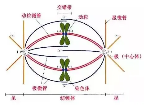图解16个高考生物实验原理,清晰明了!-第13张图片-四季读书网 图解16个高考生物实验原理,清晰明了!-第13张图片-四季读书网