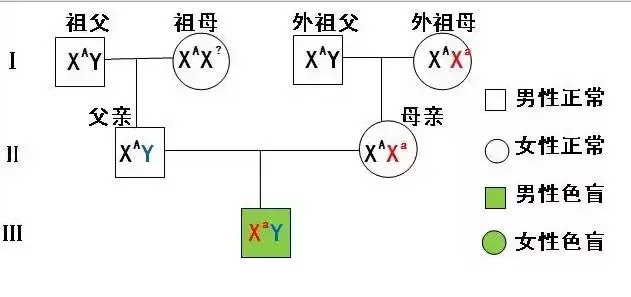 图解16个高考生物实验原理,清晰明了!-第14张图片-四季读书网 图解16个高考生物实验原理,清晰明了!-第14张图片-四季读书网