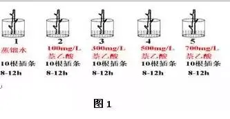 图解16个高考生物实验原理,清晰明了!-第15张图片-四季读书网 图解16个高考生物实验原理,清晰明了!-第15张图片-四季读书网