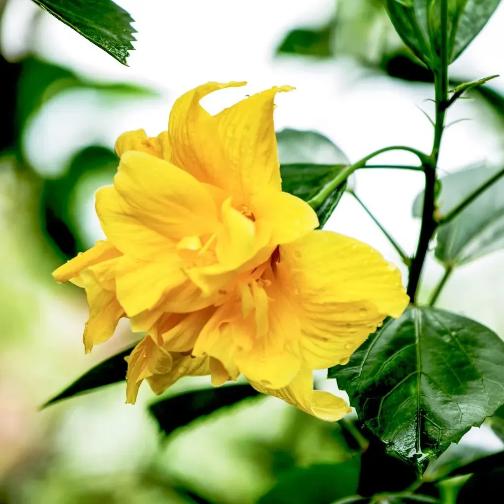 【诗词汇总】农历九月初三诗词31首:黄花开不待重阳,亦有芙蓉不待霜-第1张图片-四季读书网 【诗词汇总】农历九月初三诗词31首:黄花开不待重阳,亦有芙蓉不待霜-第1张图片-四季读书网