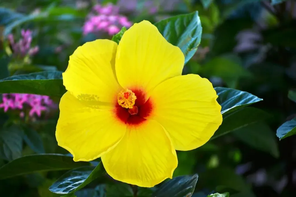 【诗词汇总】农历九月初三诗词31首:黄花开不待重阳,亦有芙蓉不待霜-第6张图片-四季读书网 【诗词汇总】农历九月初三诗词31首:黄花开不待重阳,亦有芙蓉不待霜-第6张图片-四季读书网