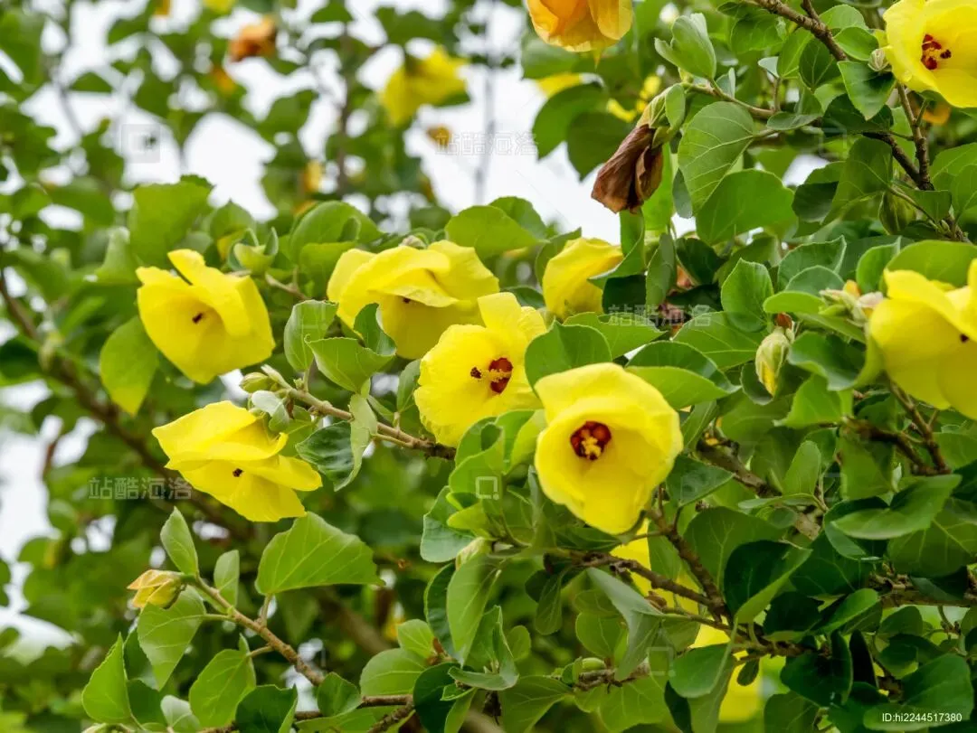 【诗词汇总】农历九月初三诗词31首:黄花开不待重阳,亦有芙蓉不待霜-第9张图片-四季读书网 【诗词汇总】农历九月初三诗词31首:黄花开不待重阳,亦有芙蓉不待霜-第9张图片-四季读书网