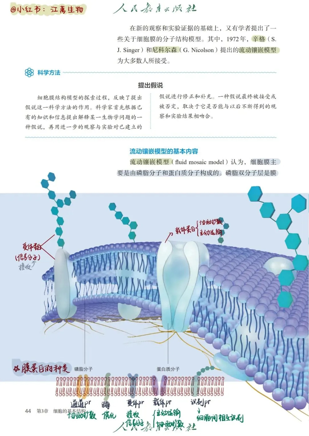 第1、2章走近细胞与组成细胞的分子A卷试卷完整解析-第4张图片-四季读书网