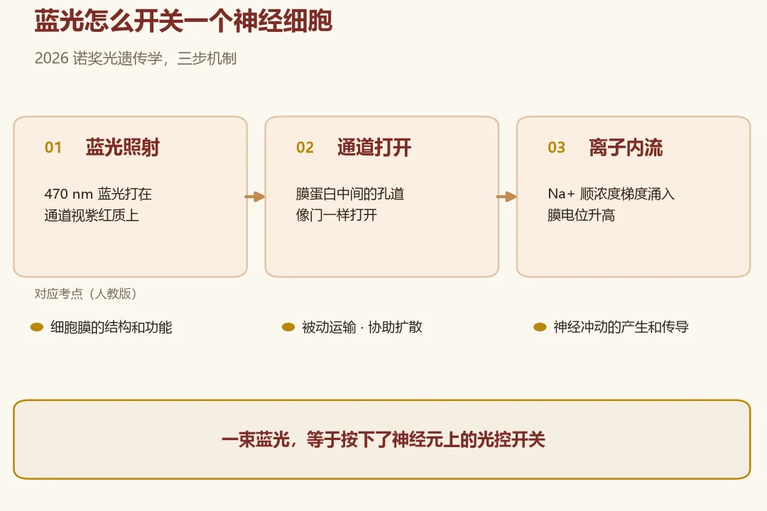 2026诺奖用蓝光开关神经细胞,高考生物压中哪一章-第4张图片-四季读书网