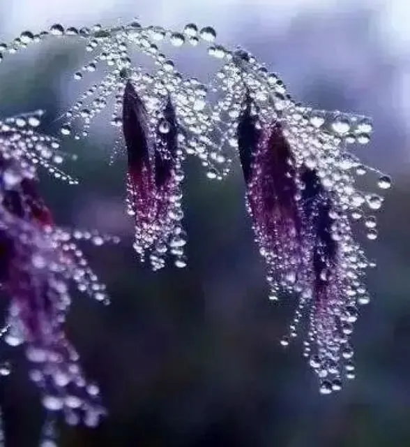 七古·丙午九月初三小雨 文/秦刚余(山东)-第7张图片-四季读书网