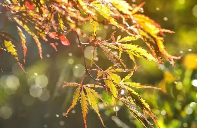 七古·丙午九月初三小雨 文/秦刚余(山东)-第17张图片-四季读书网