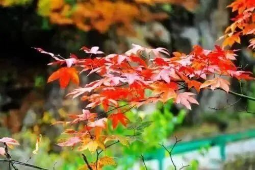 七古·丙午九月初三小雨 文/秦刚余(山东)-第20张图片-四季读书网