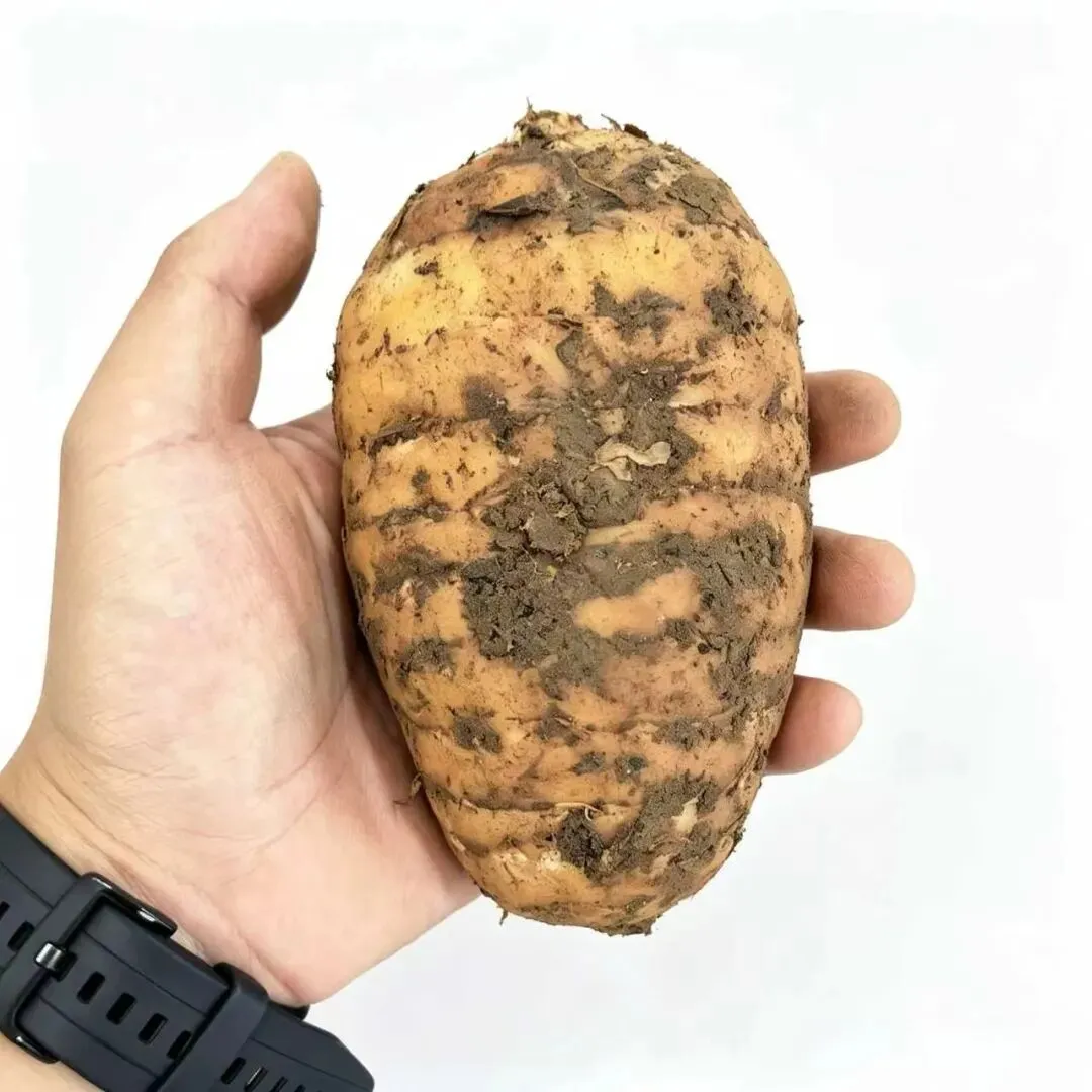九月初三了,距离重阳节还有六天——给长辈送天麻,别再只看个头大小了-第1张图片-四季读书网
