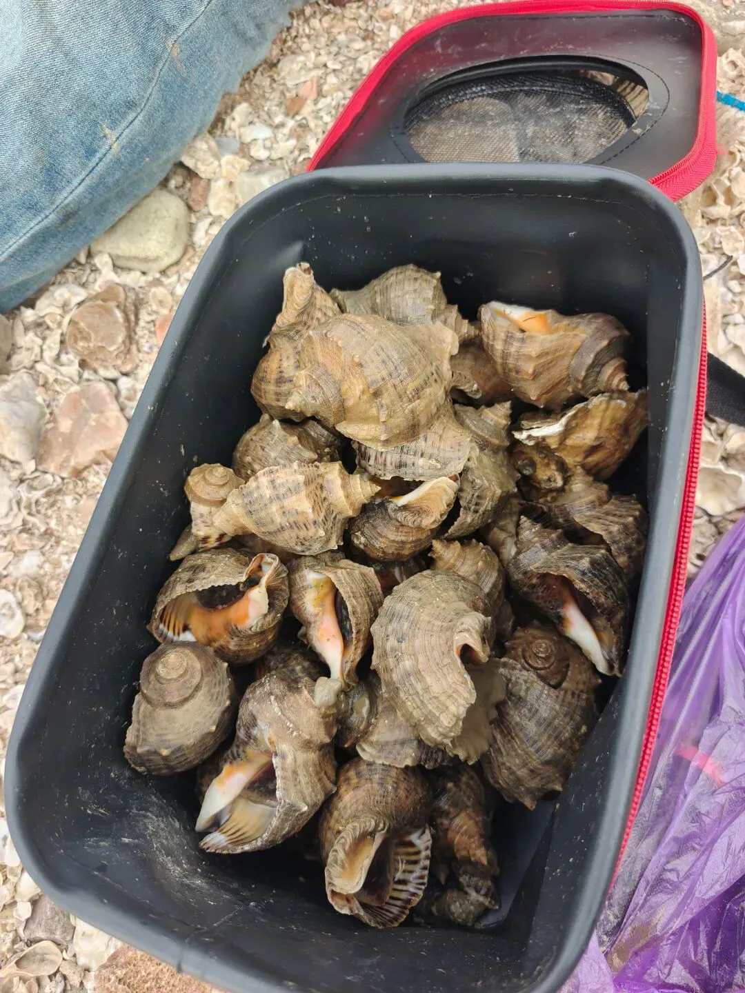 初一十五落大潮,秦山岛神路赶海指南请查收~-第14张图片-四季读书网 初一十五落大潮,秦山岛神路赶海指南请查收~-第14张图片-四季读书网