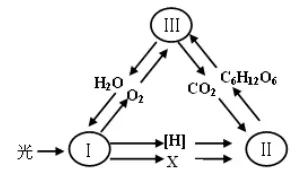 每日一练 | 高考生物专题训练突破!(51)-第2张图片-四季读书网 每日一练 | 高考生物专题训练突破!(51)-第2张图片-四季读书网