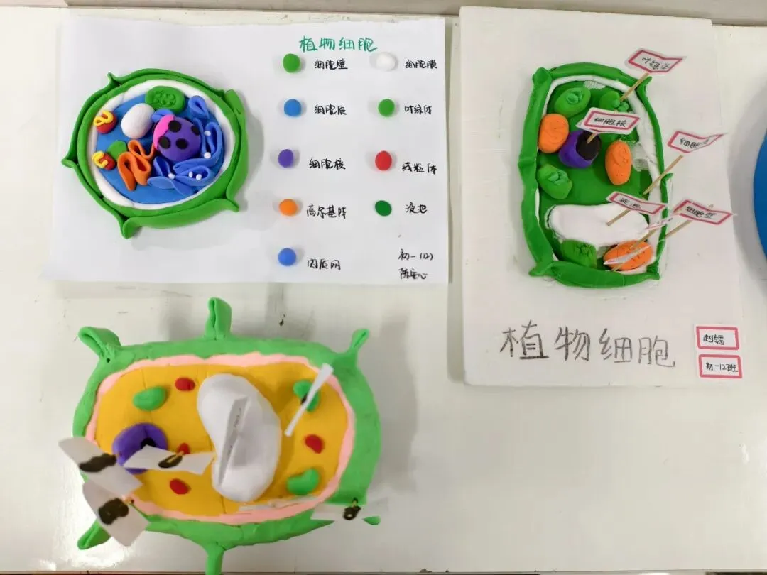 初一年级生物学科实践活动圆满举行-第11张图片-四季读书网