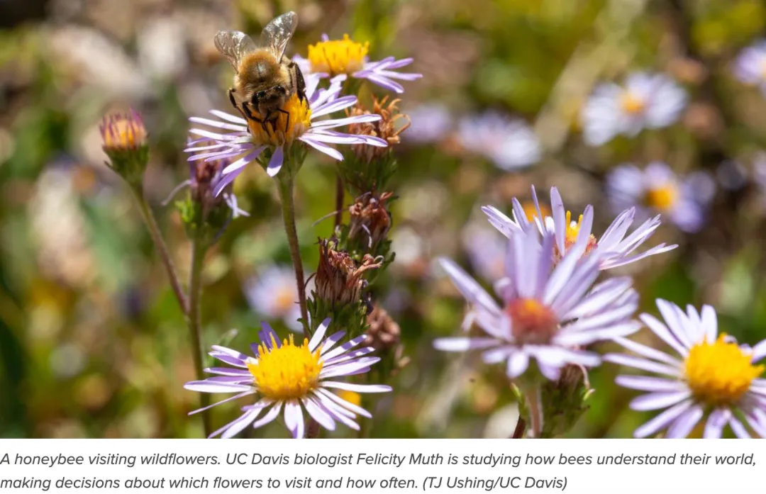 高考|考研阅读风向预测 · 外刊精读 13:Can Bees Count?|蜜蜂真的会"数数"吗?科学家发现,问题可能出在我们怎么看它们-第2张图片-四季读书网 高考|考研阅读风向预测 · 外刊精读 13:Can Bees Count?|蜜蜂真的会"数数"吗?科学家发现,问题可能出在我们怎么看它们-第2张图片-四季读书网