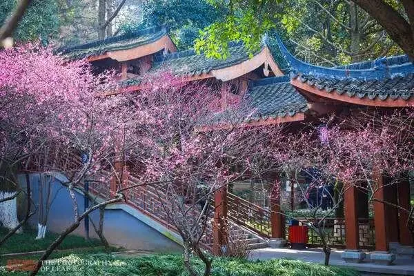 初三初五发班~1099元起国际五星『杭州富阳喜来登』含3正2早◆超山赏梅◆游富春桃源 | 九雪碧云洞◆天钟山大年祈福◆龙门古镇 纯玩三日-第46张图片-四季读书网 初三初五发班~1099元起国际五星『杭州富阳喜来登』含3正2早◆超山赏梅◆游富春桃源 | 九雪碧云洞◆天钟山大年祈福◆龙门古镇 纯玩三日-第46张图片-四季读书网