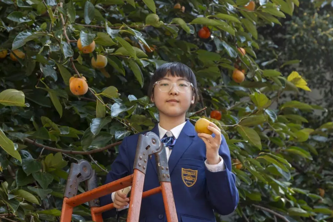 初三腾飞,“柿”全十美 ——南京市钟英中学初三年级成功举办“百果园”摘柿活动-第5张图片-四季读书网 初三腾飞,“柿”全十美 ——南京市钟英中学初三年级成功举办“百果园”摘柿活动-第5张图片-四季读书网