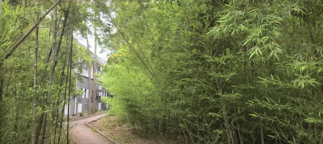 慧姐中考作文吧 | 校园如画——四季草木皆成诗-第3张图片-四季读书网 慧姐中考作文吧 | 校园如画——四季草木皆成诗-第3张图片-四季读书网
