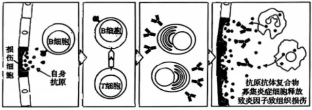 2026年高考生物真题汇编----选择题不定项选择题部分(26题完整版)-第4张图片-四季读书网