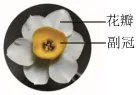 2026年高考生物真题汇编----选择题不定项选择题部分(26题完整版)-第5张图片-四季读书网