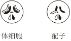 2026年高考生物真题汇编----选择题不定项选择题部分(26题完整版)-第12张图片-四季读书网