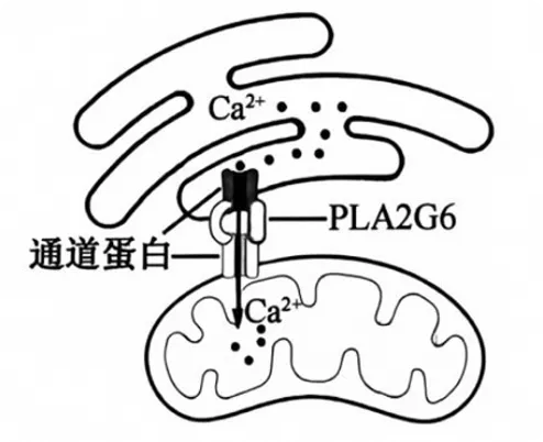 2026年高考生物真题汇编----选择题不定项选择题部分(26题完整版)-第24张图片-四季读书网