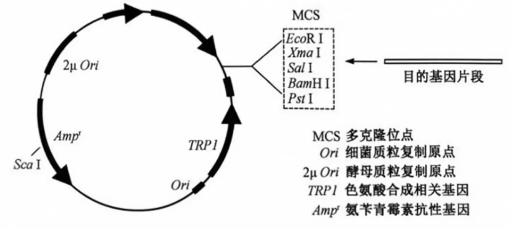 2026年高考生物真题汇编----选择题不定项选择题部分(26题完整版)-第26张图片-四季读书网