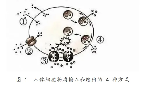 【完整版】2026江苏高考生物真题与答案-第1张图片-四季读书网 【完整版】2026江苏高考生物真题与答案-第1张图片-四季读书网