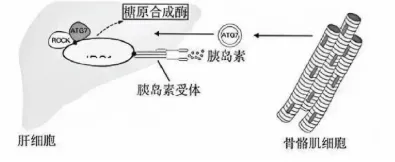 【完整版】2026江苏高考生物真题与答案-第5张图片-四季读书网 【完整版】2026江苏高考生物真题与答案-第5张图片-四季读书网