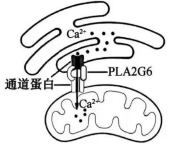 【完整版】2026江苏高考生物真题与答案-第7张图片-四季读书网 【完整版】2026江苏高考生物真题与答案-第7张图片-四季读书网