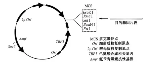 【完整版】2026江苏高考生物真题与答案-第9张图片-四季读书网 【完整版】2026江苏高考生物真题与答案-第9张图片-四季读书网