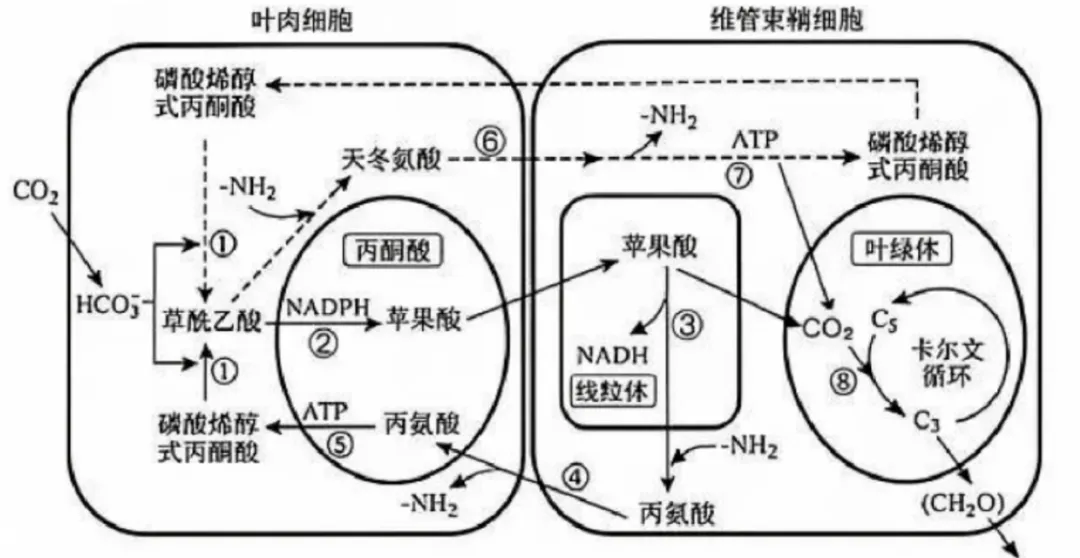 【完整版】2026江苏高考生物真题与答案-第13张图片-四季读书网 【完整版】2026江苏高考生物真题与答案-第13张图片-四季读书网