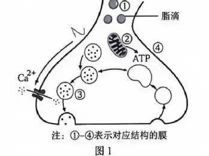 【完整版】2026江苏高考生物真题与答案-第18张图片-四季读书网 【完整版】2026江苏高考生物真题与答案-第18张图片-四季读书网
