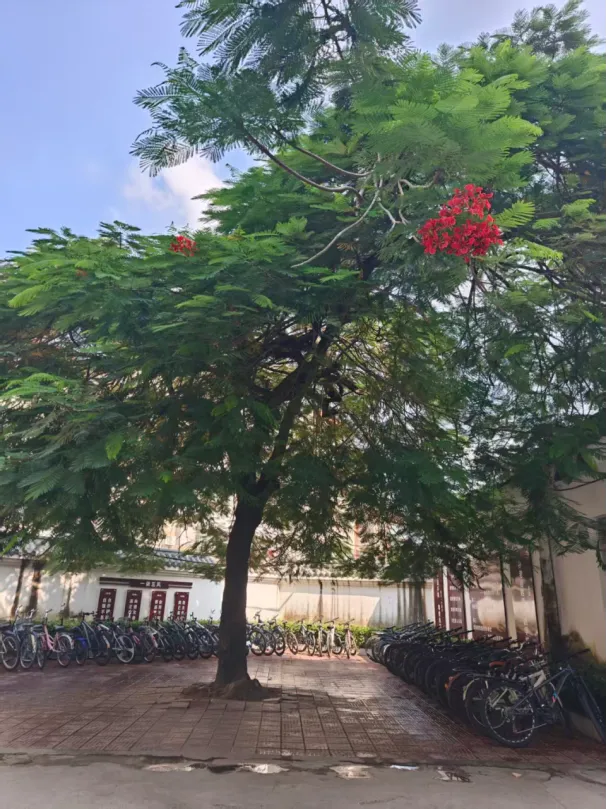 七十载弦歌 · 一段求学往事|我的高考梦-第4张图片-四季读书网 七十载弦歌 · 一段求学往事|我的高考梦-第4张图片-四季读书网